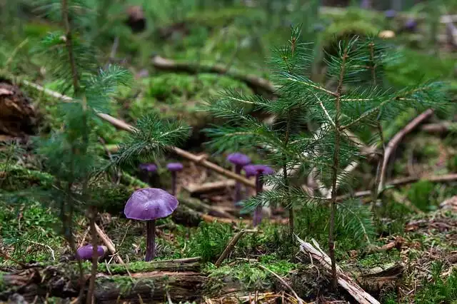 amethyst image