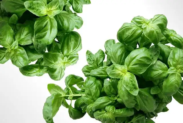 basil image