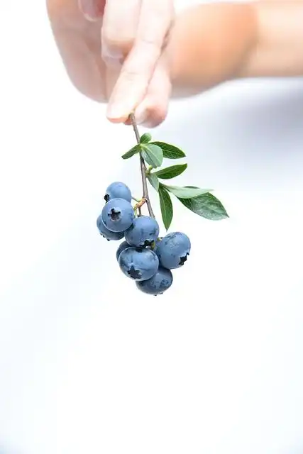 blueberries image