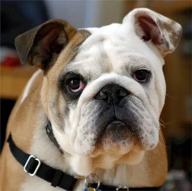 bulldog image