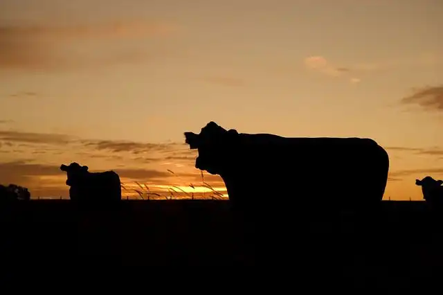 cattle-ranching image