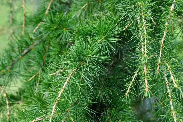 cedar-tree image