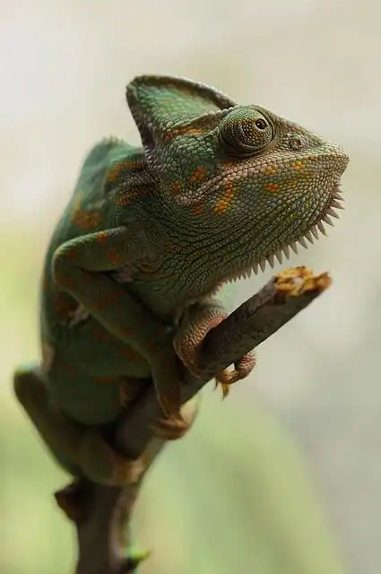 chameleon image