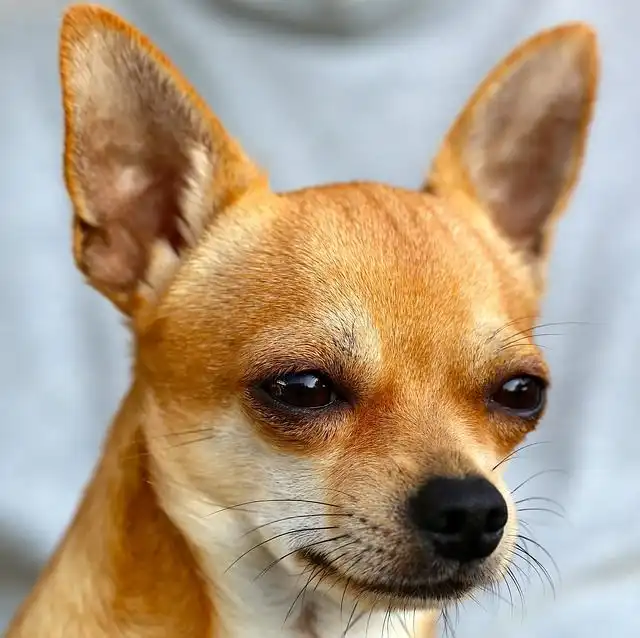 chihuahua image