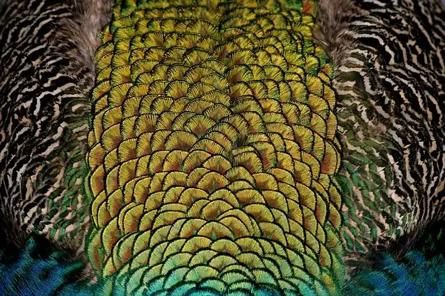 feathers image