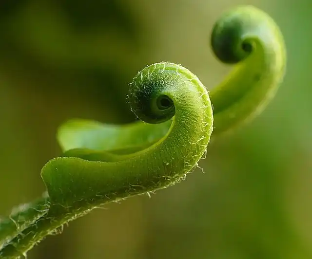 fern image