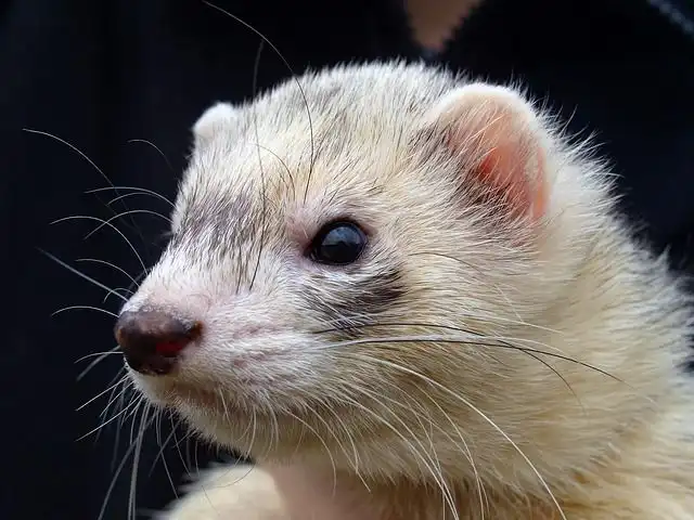 ferret image