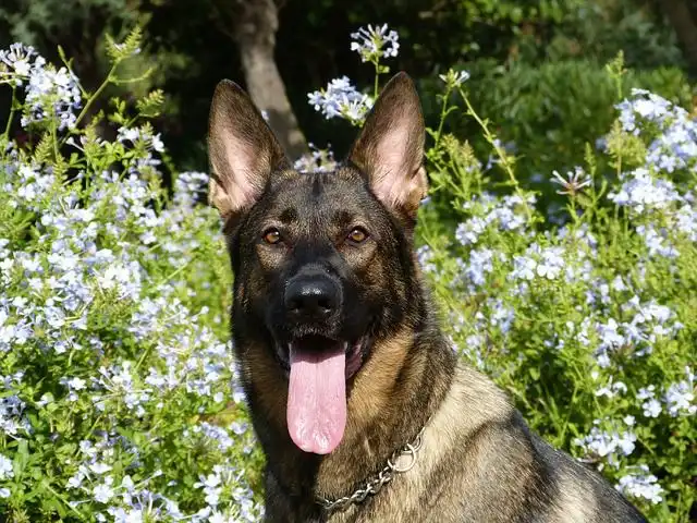 german-shepherd image