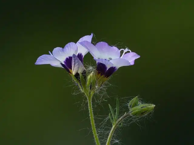 gilly-flower image