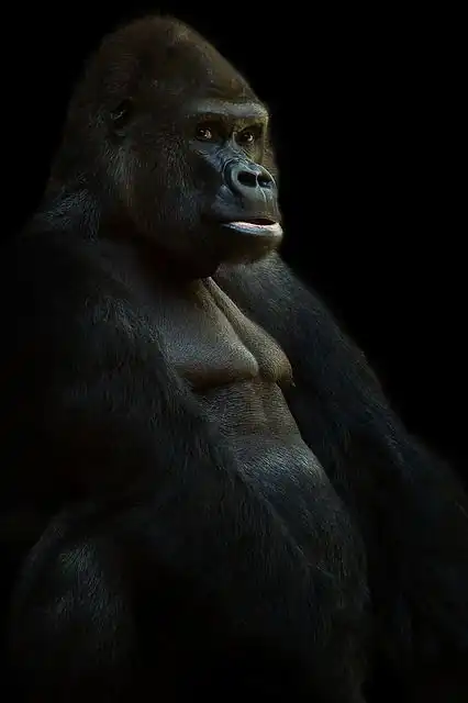 gorilla image