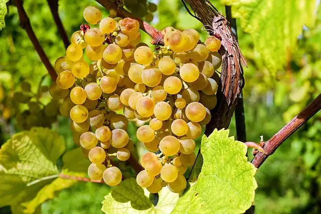 grapevine image