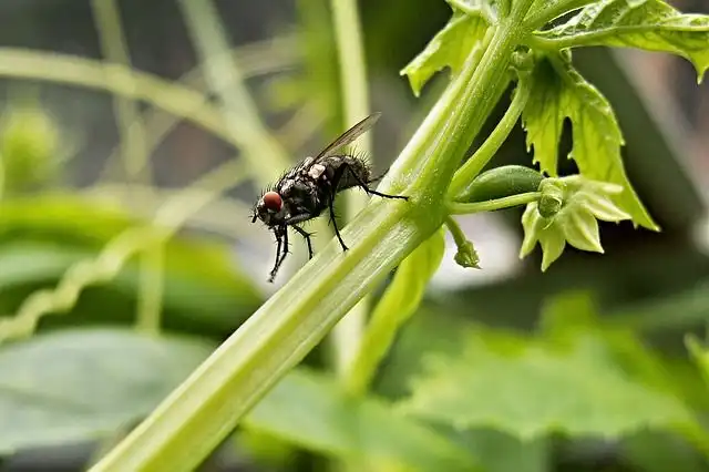 greenhouse image