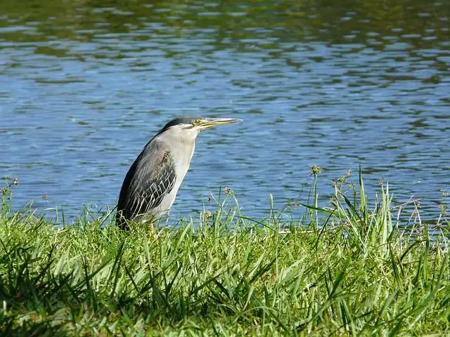 heron image