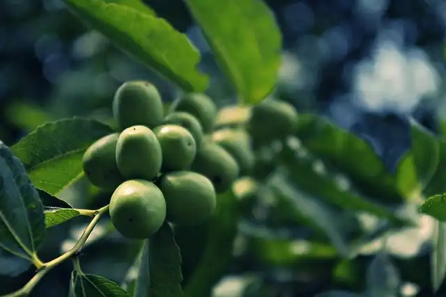 jujube image