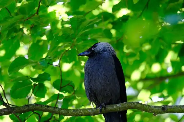 looking-stern image