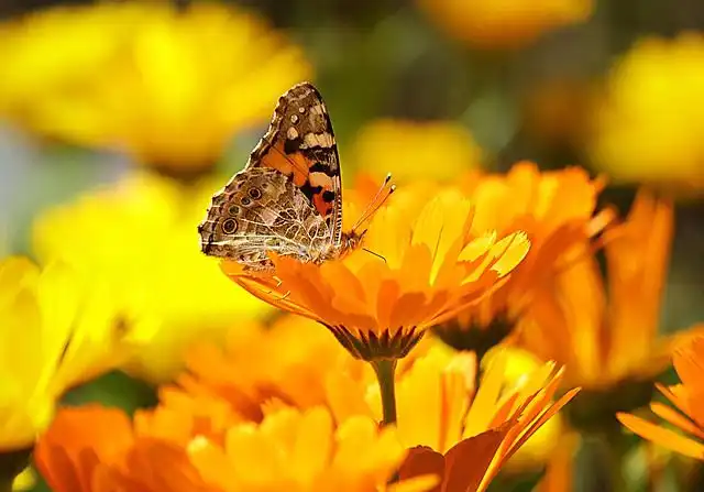 marigolds image