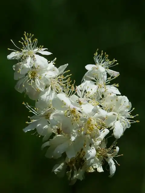 meadowsweet image