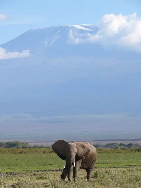 mounting-an-elephant image