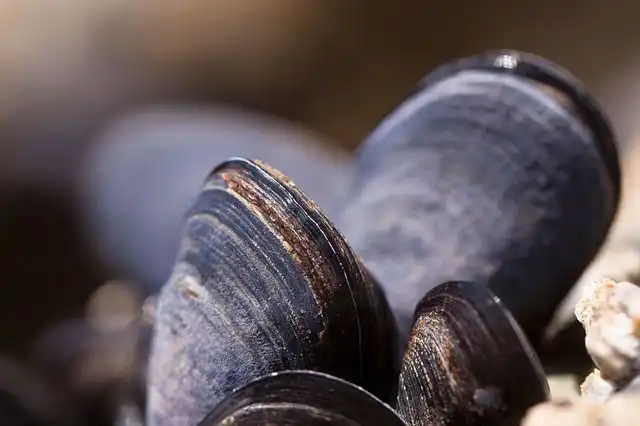 mussels image