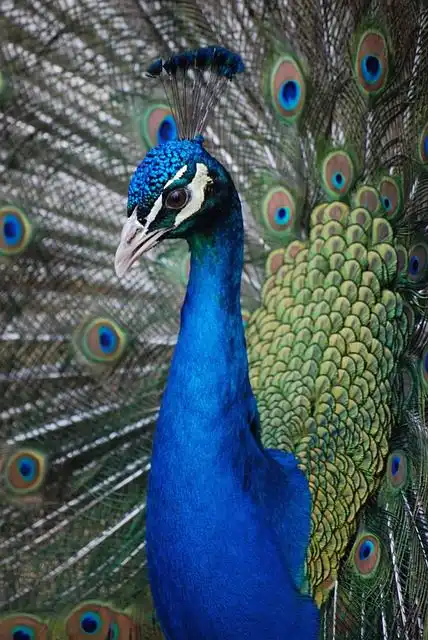 peahen image