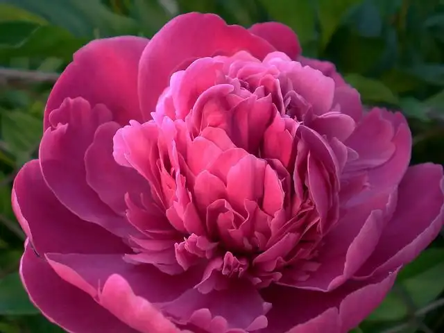 peony image