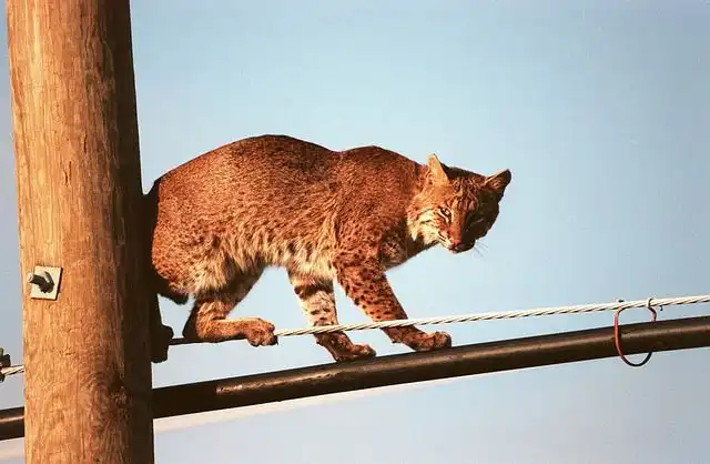 pole-cat image