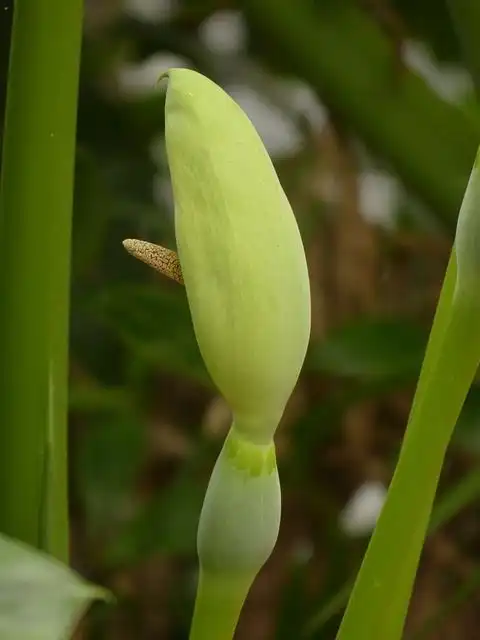 spadix image