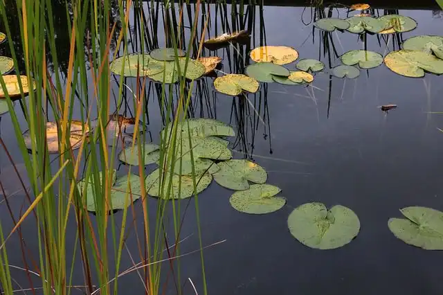 stagnant-water image