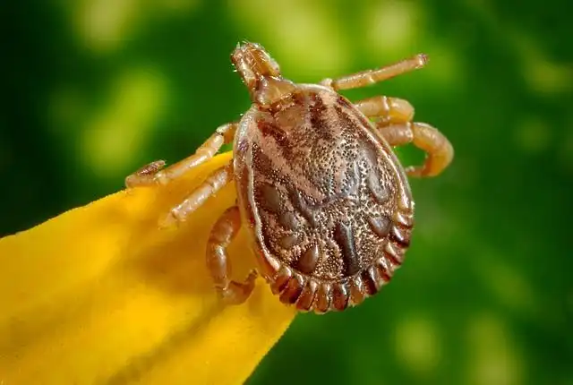 ticks image