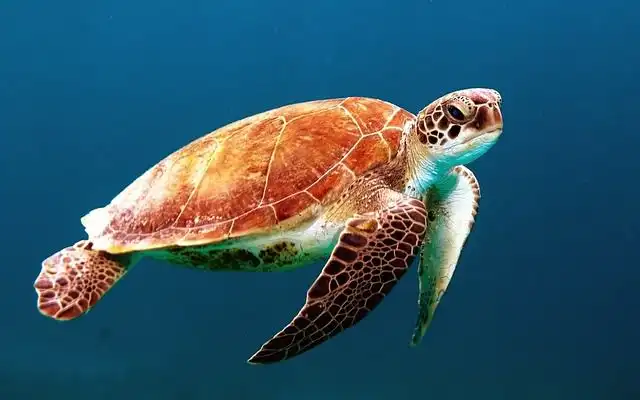 tortoise image