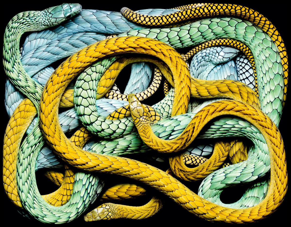 snake-snakes image